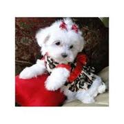 handsome maltese