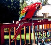 female scarlet macaw bird for adoption